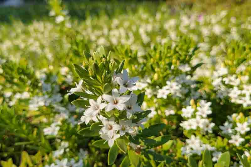 Myoporum parvifolium, Lush green foliage with white flowers