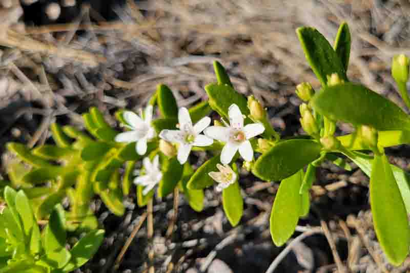 Myoporum parvifolium, Lush green foliage with white flowers