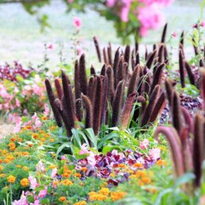 Pennisetum glaucum, Pearl Millet, Bulrush Millet, Candle Millet, Cattail Millet, Dark Millet