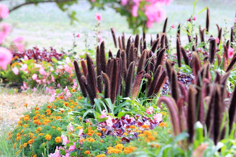 Pennisetum glaucum, Pearl Millet, Bulrush Millet, Candle Millet, Cattail Millet, Dark Millet