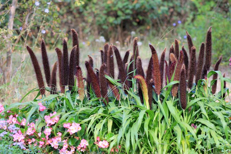 Pennisetum glaucum, Pearl Millet, Bulrush Millet, Candle Millet, Cattail Millet, Dark Millet
