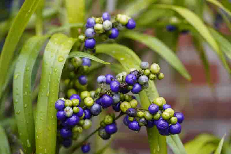 Tasman flax-lily, Tasmanian flax-lily, Blue flax-lily, blueberry lily, blue berry flax-lily