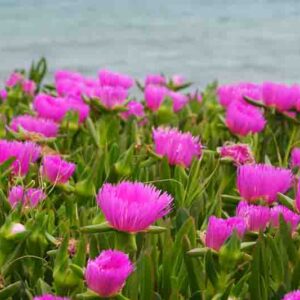 Pigface, Karkalla, Native Pigface, Sea Fig, Beach Banana, Ross's Noonflower, Coast Pigface, Carpobrotus rossii, Mesembryanthemum rossii