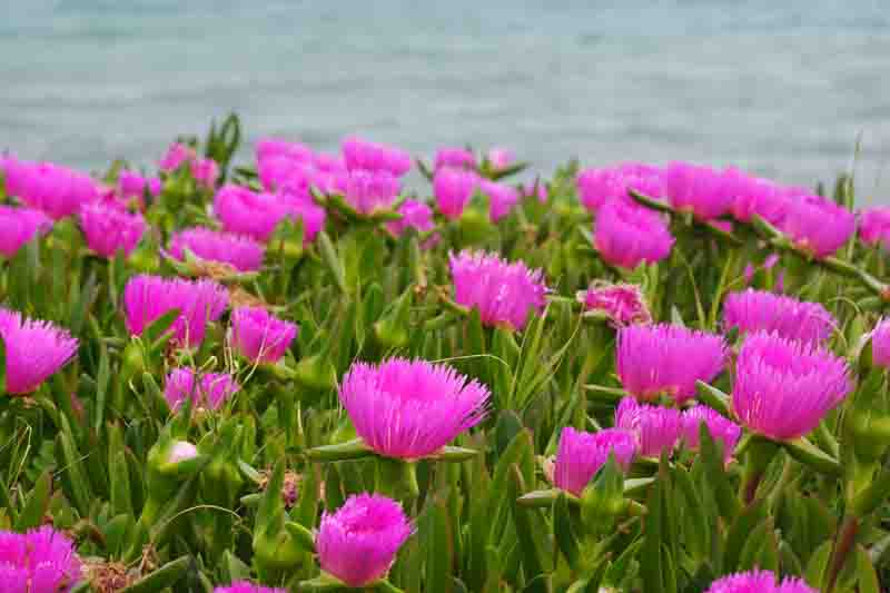 Pigface, Karkalla, Native Pigface, Sea Fig, Beach Banana, Ross's Noonflower, Coast Pigface, Carpobrotus rossii, Mesembryanthemum rossii