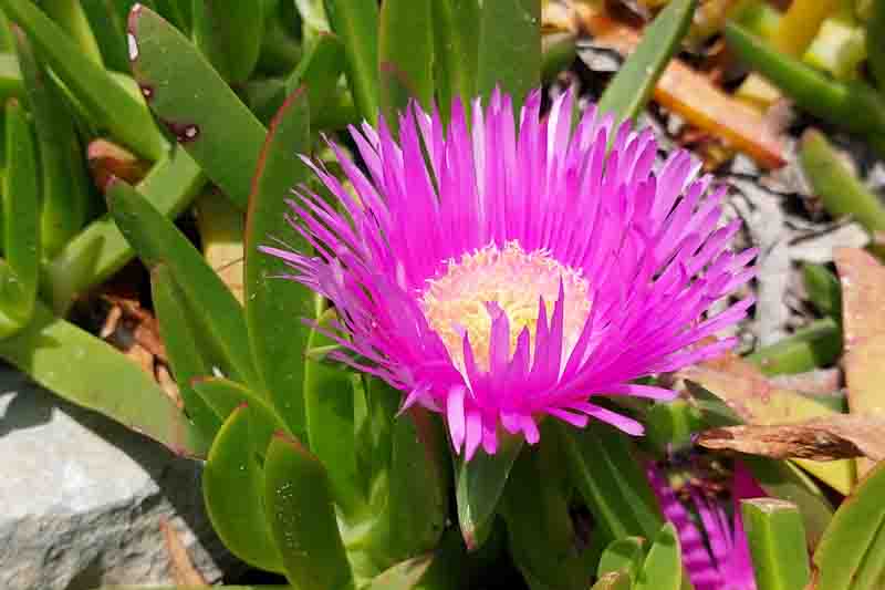 Pigface, Karkalla, Native Pigface, Sea Fig, Beach Banana, Ross's Noonflower, Coast Pigface, Carpobrotus rossii, Mesembryanthemum rossii