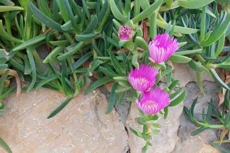 Pigface, Karkalla, Native Pigface, Sea Fig, Beach Banana, Ross's Noonflower, Coast Pigface, Carpobrotus rossii, Mesembryanthemum rossii