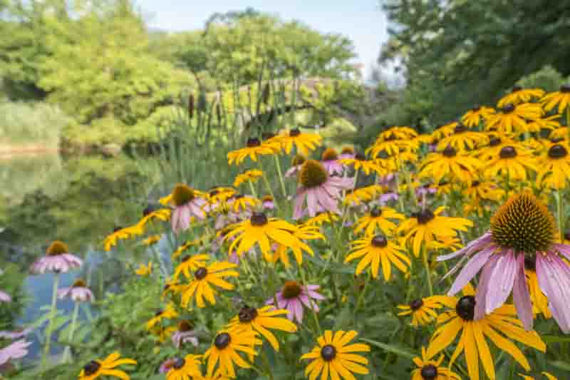 Summer garden with coneflowers and black-eyed susans, echinacea, rudbeckia
