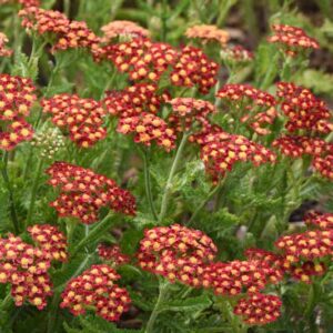 Milly Rock Red Achillea, Milly Rock Red Yarrow