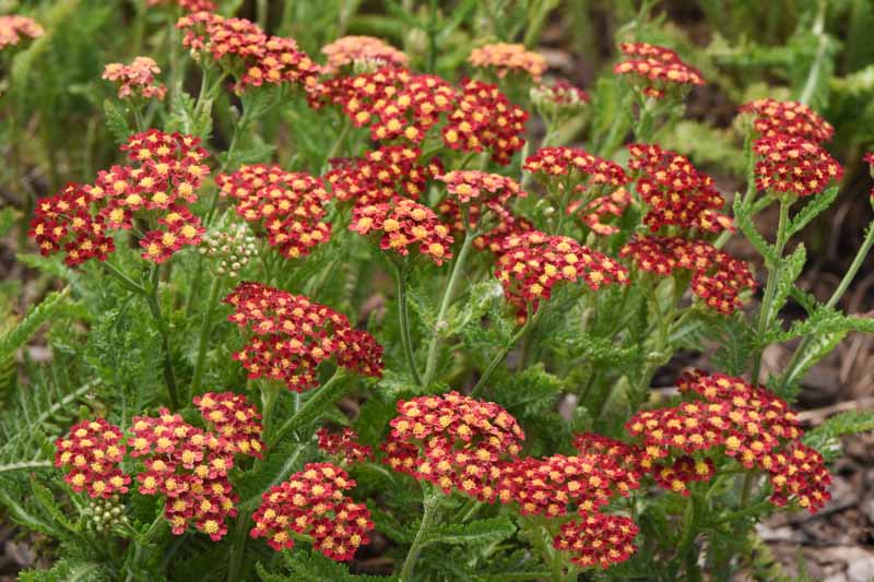 Milly Rock Red Achillea, Milly Rock Red Yarrow