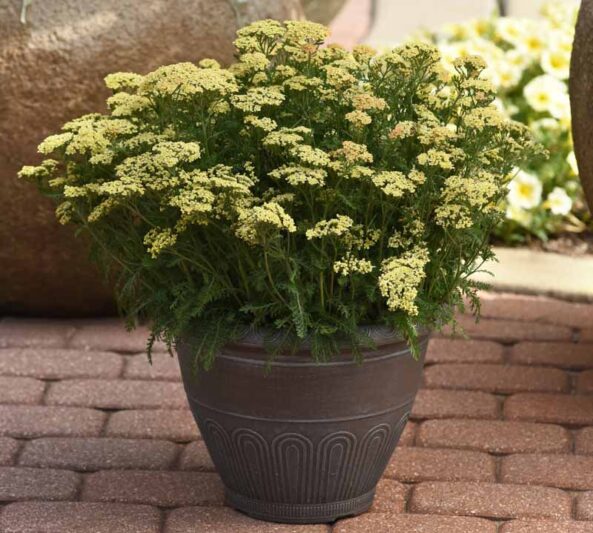 Milly Rock Yellow Terracotta Achillea, Milly Rock Yellow Terracotta Yarrow