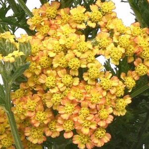 Milly Rock Yellow Terracotta Achillea, Milly Rock Yellow Terracotta Yarrow