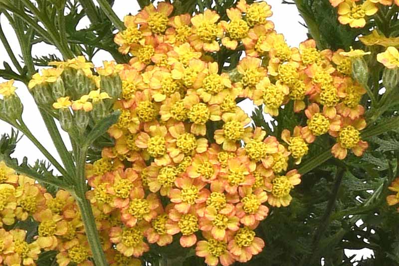Milly Rock Yellow Terracotta Achillea, Milly Rock Yellow Terracotta Yarrow