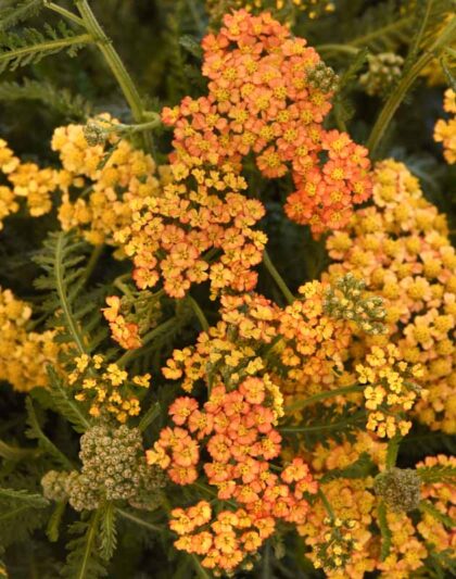 Milly Rock Yellow Terracotta Achillea, Milly Rock Yellow Terracotta Yarrow