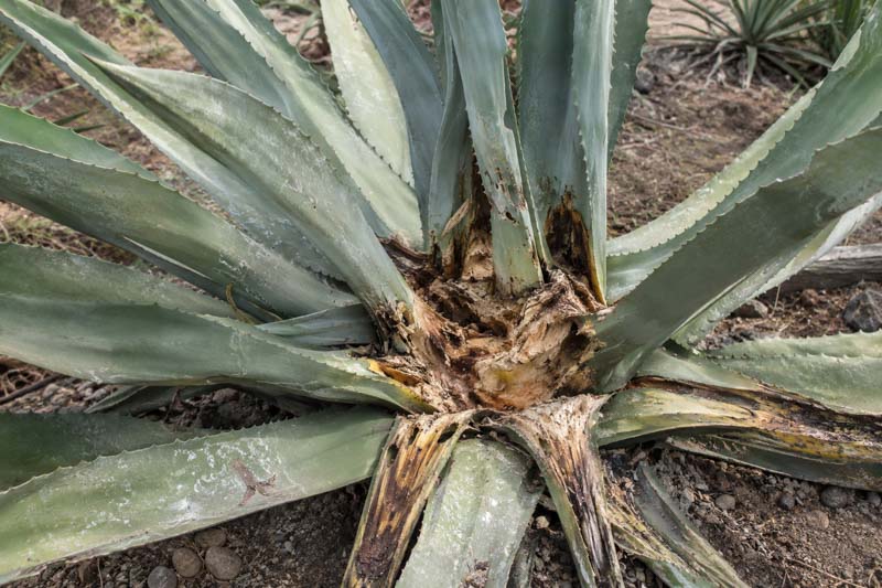 Agave snout weevil dammage, Desert agave with weathered leaves