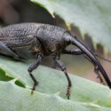 Agave snout weevil on a spiny agave