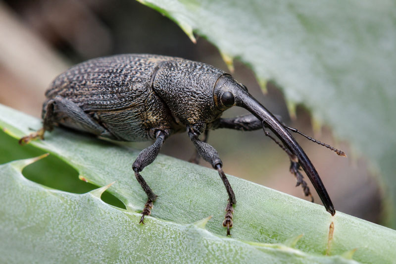Agave snout weevil on a spiny agave