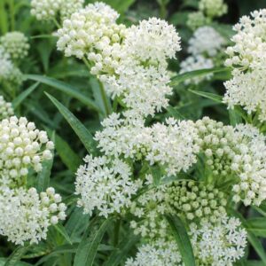 Asclepias incarnata Ice Ballet, White Ice Ballet milkweed blooms in a natural garden close-up