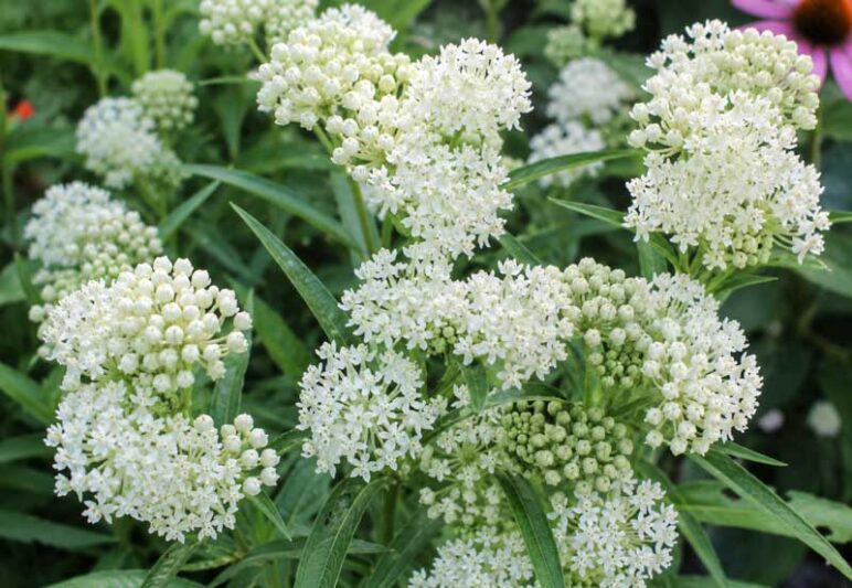 Asclepias incarnata Ice Ballet, White Ice Ballet milkweed blooms in a natural garden close-up