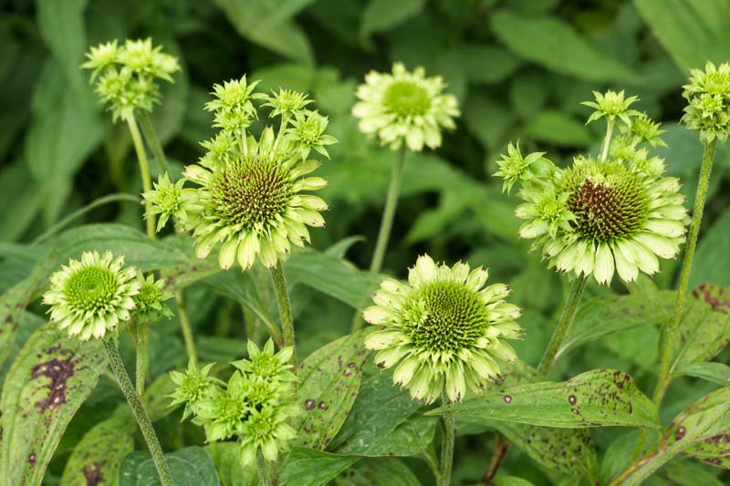 Aster yellows on echinacea, Coneflowers in soft garden light