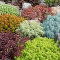 Best Foliage Sedums for Color Before Flowers, Blue sedum, Variegated sedum, Purple sedum