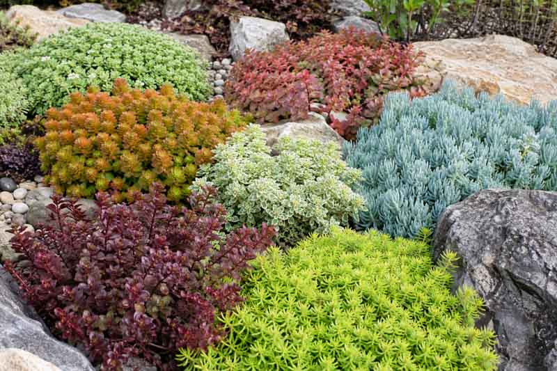 Best Foliage Sedums for Color Before Flowers, Blue sedum, Variegated sedum, Purple sedum
