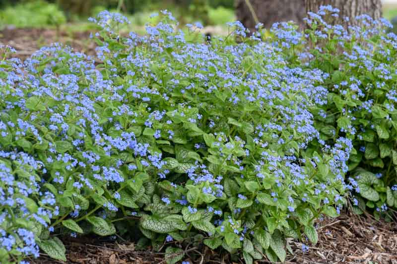 Jack Of Diamonds Heartleaf Brunnera, Jack Of Diamonds Brunnera, Jack Of Diamonds Siberian Bugloss, Brunnera Macrophylla ‘Jack Of Diamonds’, Brunnera ‘Jack Of Diamonds’, Siberian Bugloss ‘Jack Of Diamonds’, Heartleaf Brunnera ‘Jack Of Diamonds’
