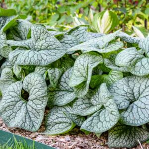 Jack Of Diamonds Heartleaf Brunnera, Jack Of Diamonds Brunnera, Jack Of Diamonds Siberian Bugloss, Brunnera Macrophylla ‘Jack Of Diamonds’, Brunnera ‘Jack Of Diamonds’, Siberian Bugloss ‘Jack Of Diamonds’, Heartleaf Brunnera ‘Jack Of Diamonds’
