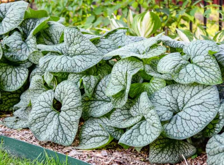 Siberian Bugloss - Gardenia