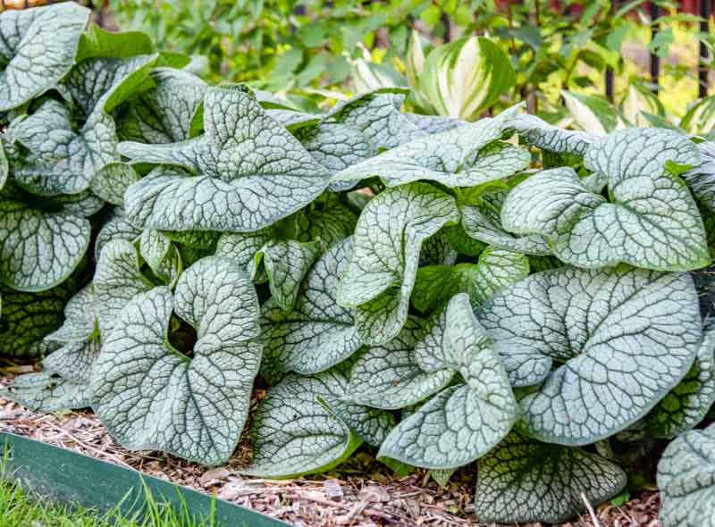 Brunnera macrophylla Jack of Diamonds silver foliage in a shade garden