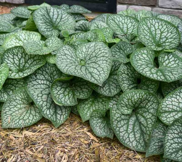Jack Of Diamonds Heartleaf Brunnera, Jack Of Diamonds Brunnera, Jack Of Diamonds Siberian Bugloss, Brunnera Macrophylla ‘Jack Of Diamonds’, Brunnera ‘Jack Of Diamonds’, Siberian Bugloss ‘Jack Of Diamonds’, Heartleaf Brunnera ‘Jack Of Diamonds’