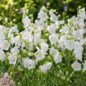 Campanula persicifolia Takion white, Sunlit garden with white bell flowers