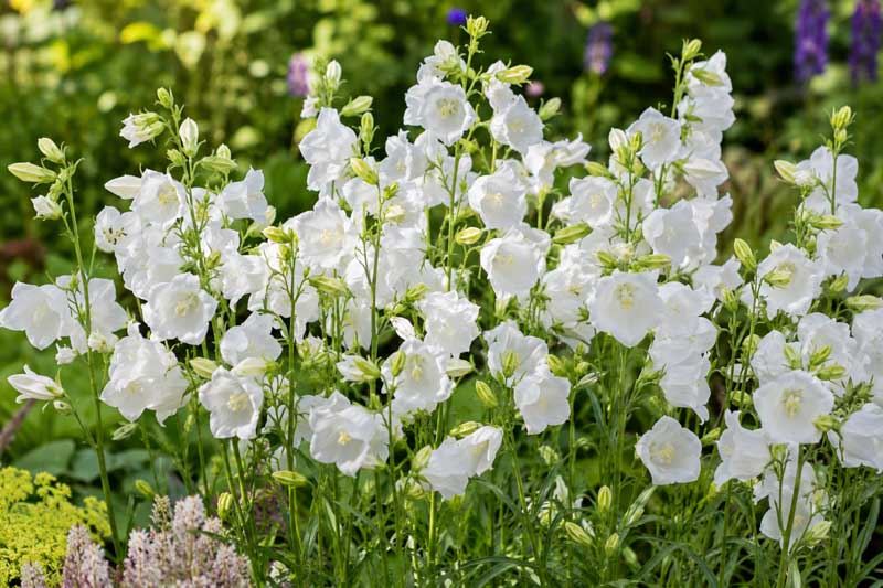 Campanula persicifolia Takion white, Sunlit garden with white bell flowers