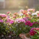 How to Keep Pinks Blooming All Summer, Colorful garden border in bloom