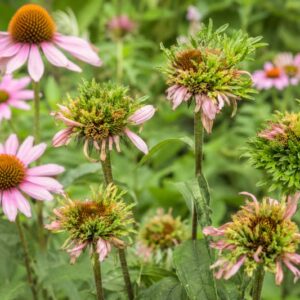 Coneflowers turning green, deformed, aster yellows, coneflower rosette mite