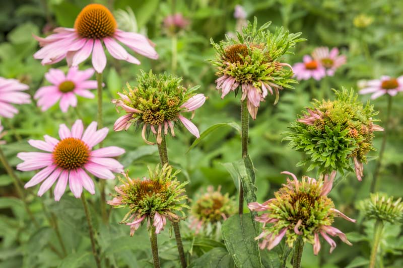 Coneflowers turning green, deformed, aster yellows, coneflower rosette mite