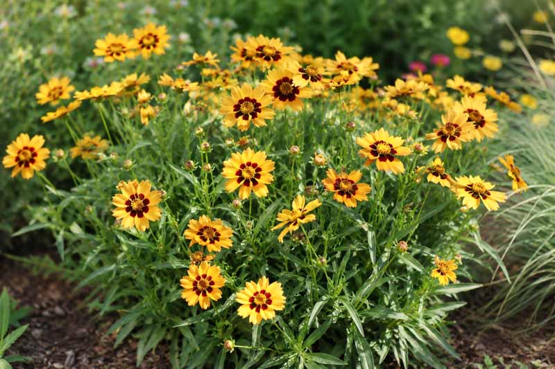 Coreopsis grandiflora Solanna Sunset Bright, Golden wildflowers in a sunny garden