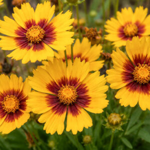 Coreopsis grandiflora Solanna Sunset Bright, Vivid yellow and maroon garden blooms