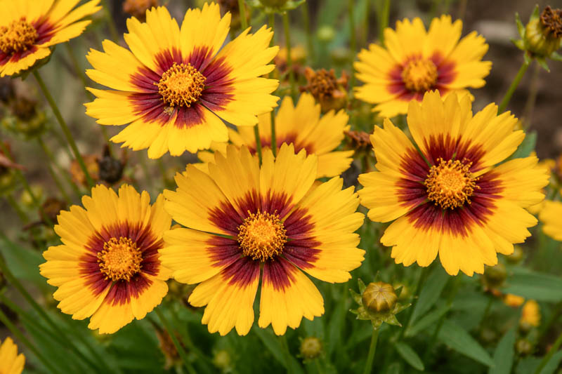 Coreopsis grandiflora Solanna Sunset Bright, Vivid yellow and maroon garden blooms