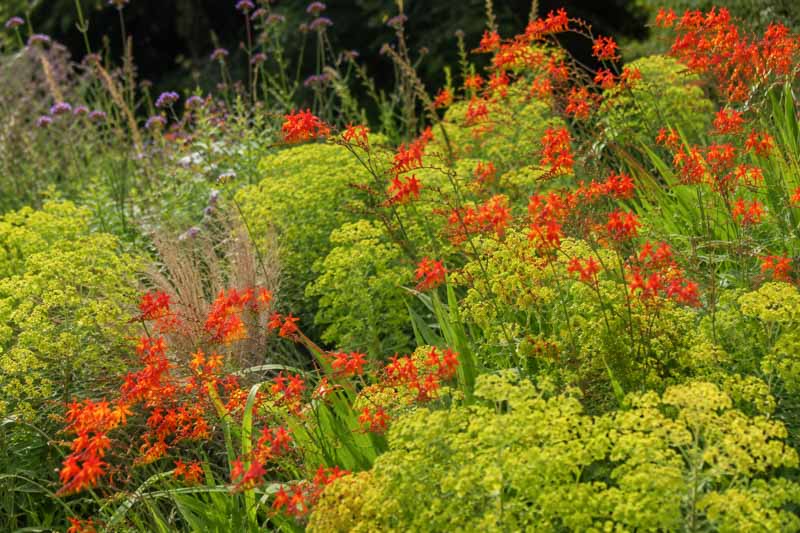 Crocosmia and euphorbia, Vibrant garden blooms with bright contrast