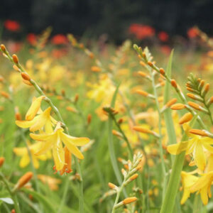 Crocosmia George Davison, Crocosmia x Crocosmiiflora George Davison,Montbretia George Davison, Coppertips George Davison, Falling Stars George Davison