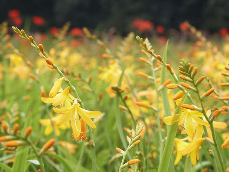 Crocosmia George Davison, Crocosmia x Crocosmiiflora George Davison, Montbretia George Davison, Coppertips George Davison, Falling Stars George Davison