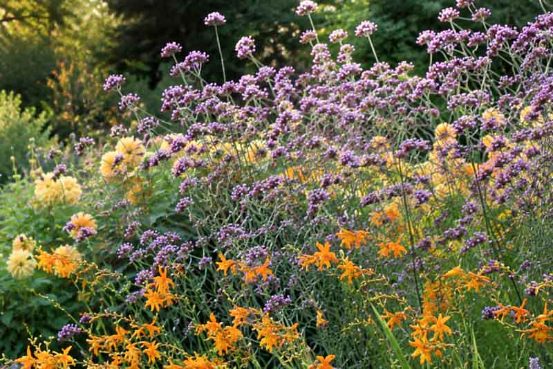 Crocosmia, verbena, dahlia in the late summer garden