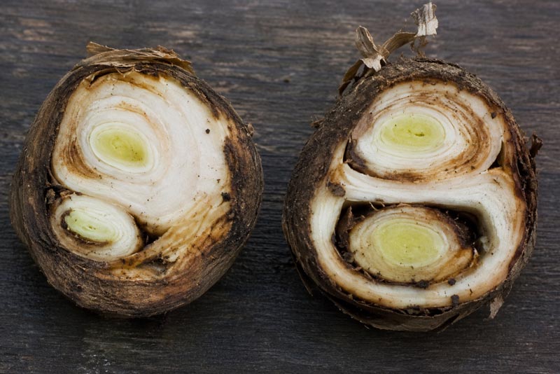 Cross-sectioned narcissus bulbs showing brown ring-like eelworm damage