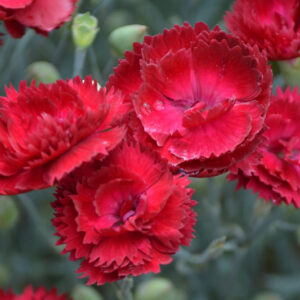 Dianthus 'Electric Red' brings rich red flowers, blue-green foliage, fragrance, and easy care to sunny borders