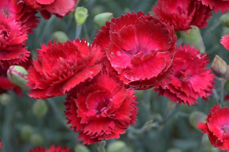 Dianthus 'Electric Red' brings rich red flowers, blue-green foliage, fragrance, and easy care to sunny borders