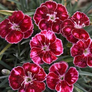 Dianthus Mountain Frost Ruby Glitter