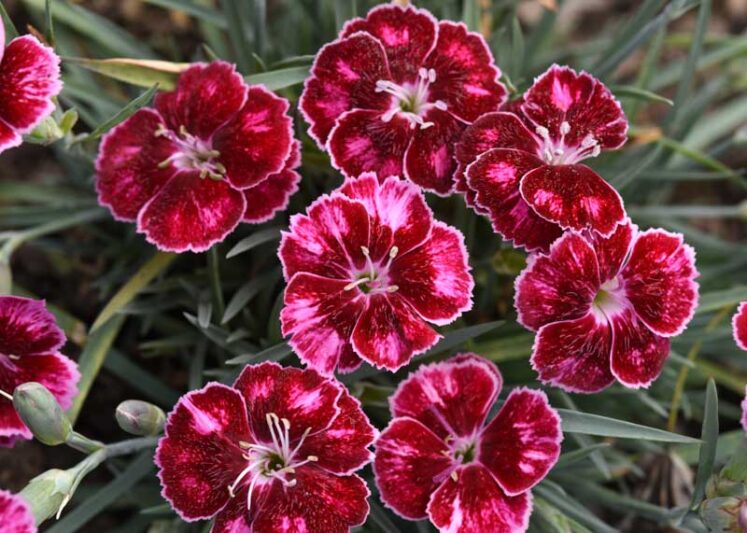 Dianthus Mountain Frost Ruby Glitter