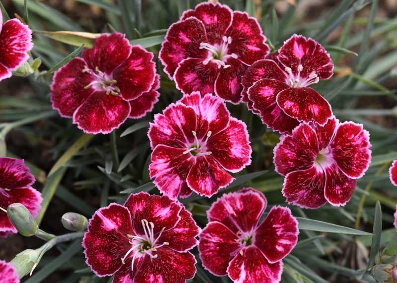 Dianthus Mountain Frost Ruby Glitter in the garden
