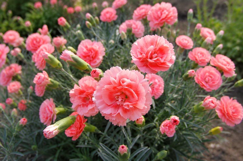 Dianthus 'Romance', Pink 'Romance', Romance Pink, Salmon Flowers, Salmon Dianthus, Pink Flowers, Pink Dianthus,Pink Garden Pink
