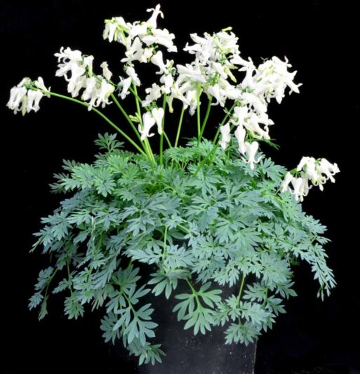 Dicentra ‘Amore Titanium’, Amore Titanium Bleeding Heart, Titanium Bleeding Heart, Fernleaf Bleeding Heart, Fringed Bleeding Heart, Bleeding Heart